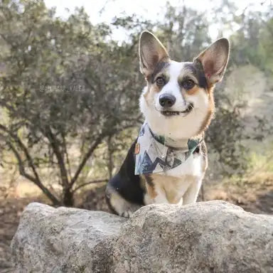 Vital Essentials Expands into Hollywood Feed, Brings Raw Nutrition to 174 Neighborhood Pet Stores