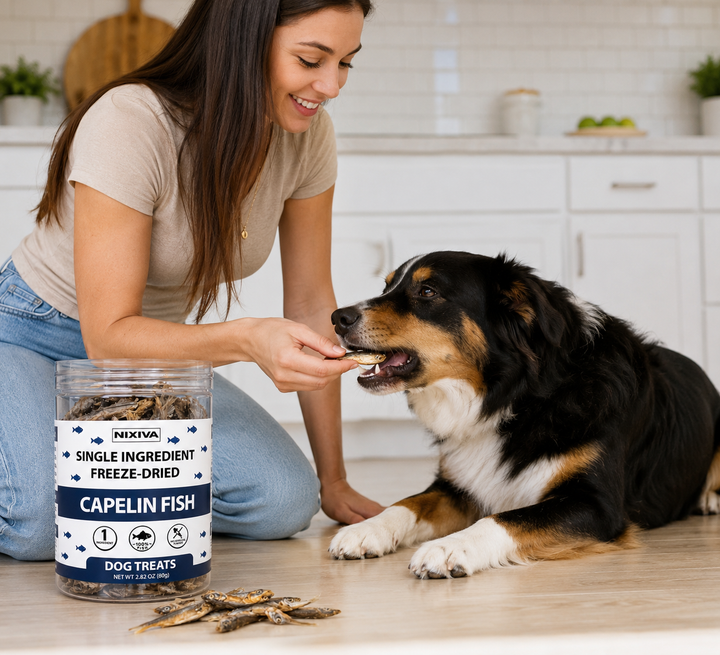 Why Freeze-Dried Dog Treats Are One of the Healthiest Snacks You Can Give Your Dog