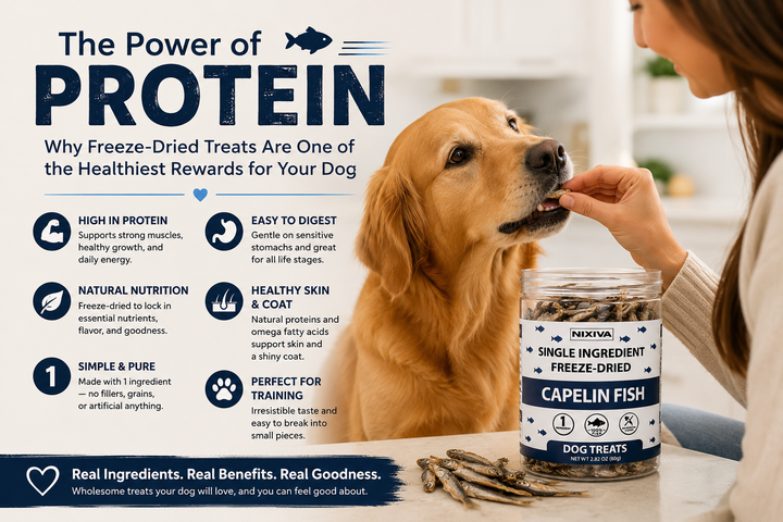 The Power of Protein: Why Freeze-Dried Dog Treats Are One of the Healthiest Rewards for Your Dog