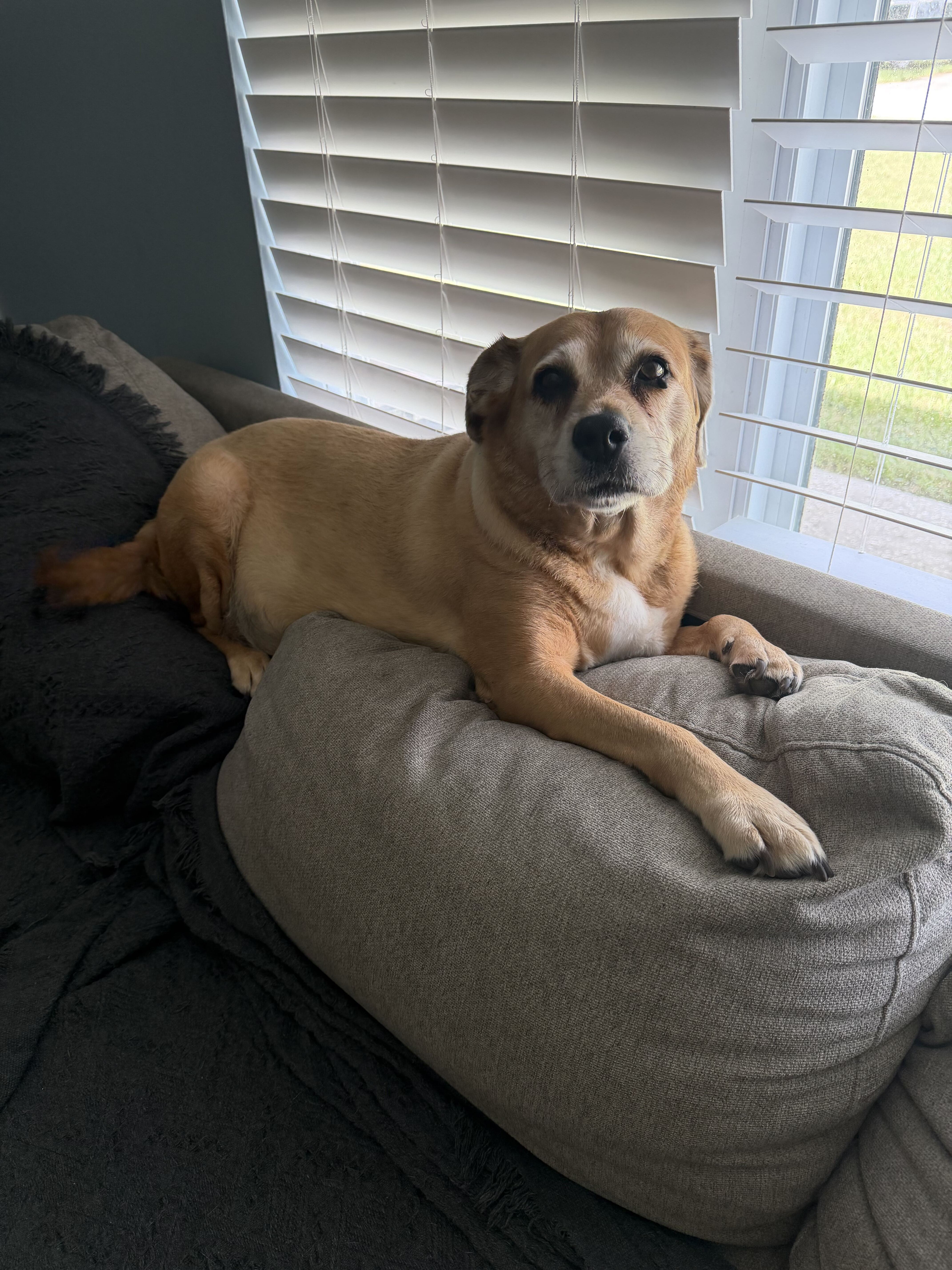 Dixie
